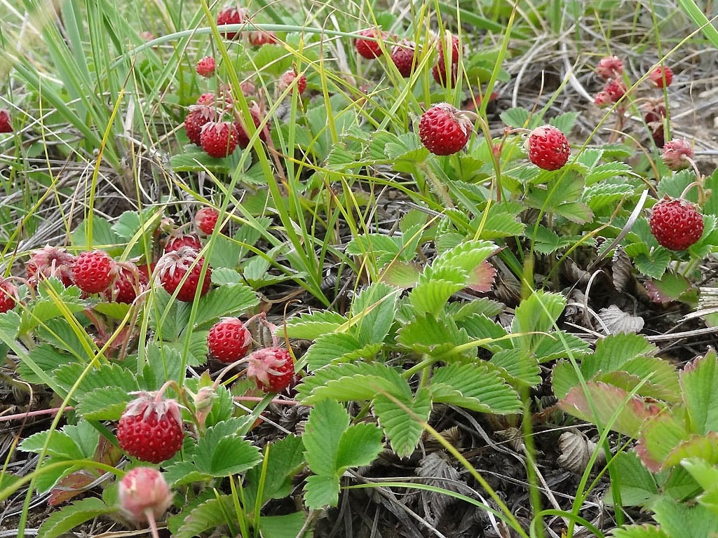 Клубника луговая (Fragaria viridis): та самая «полуница» с характерной «хваткой»