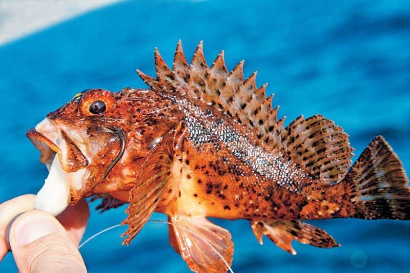 Скорпена (морской ёрш)