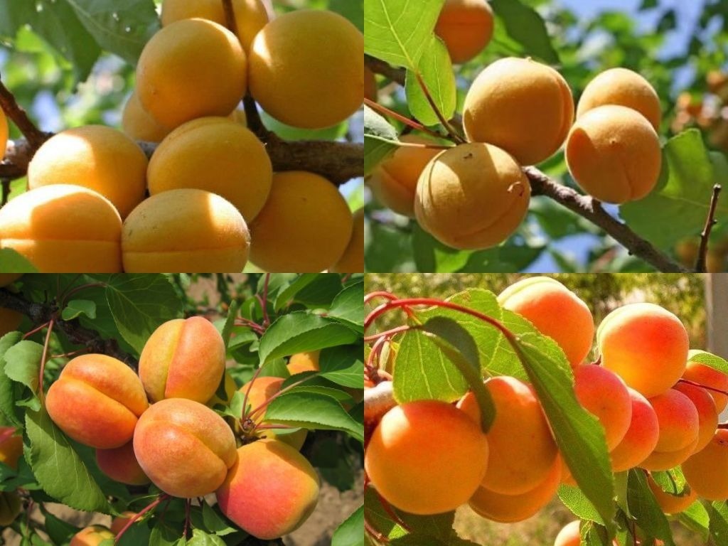 Абрикосы, персики, нектарины