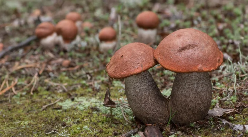 Подосиновик (Leccinum aurantiacum)