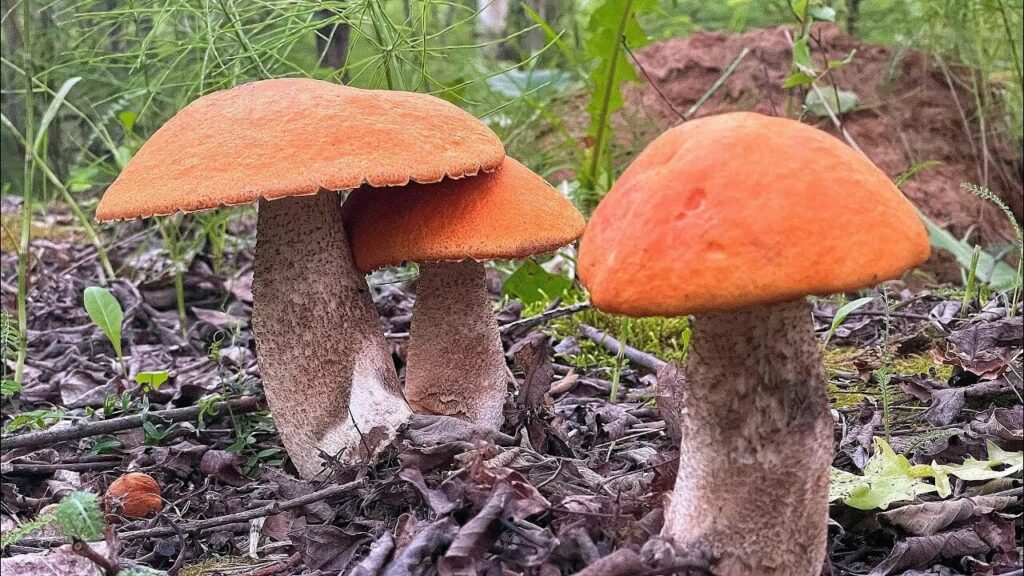 Подосиновик (Leccinum aurantiacum)