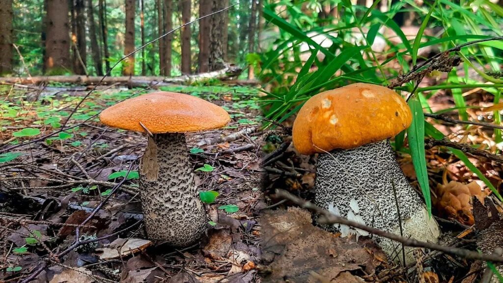Подосиновик (Leccinum aurantiacum)