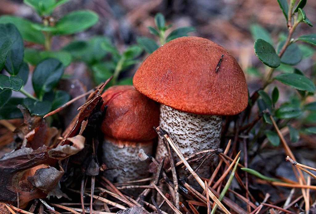 Подосиновик (Leccinum aurantiacum)