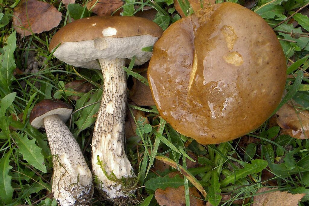 Подберёзовик (Leccinum scabrum)