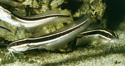 Полосатый угрехвостый сом (Plotosus lineatus)