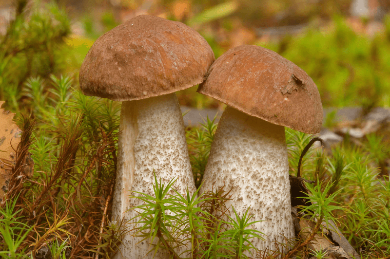 Подберёзовик (Leccinum scabrum)